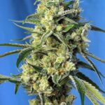 seeds-cannabisusa-buy-marijuana-1seeds.com