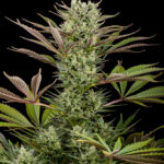 marijuana-seeds-usa-cannabis