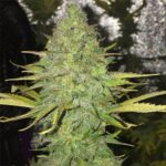 marijuana-seeds-usa-cannabis