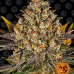 banana-punch-feminized-seeds