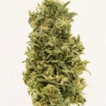 cannabis-thc-1seeds.com-seeds-marijuana