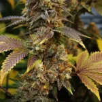 marijuana-seeds-best-thc-cannabis-usa