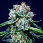 killer-kush-autoflower-seeds