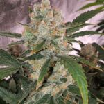 cannabis-thc-1seeds.com-seeds-marijuana