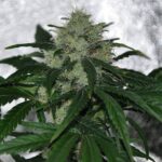 chemdawg-feminized-seeds-marijuana