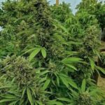 cannabis-thc-1seeds.com-seeds-marijuana