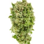 cannabis-thc-1seeds.com-seeds-marijuana