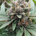 marijuana-seeds-buy-best-usa-thc-cannabis