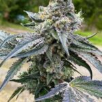 marijuana-seeds-buy-best-usa-thc-cannabis