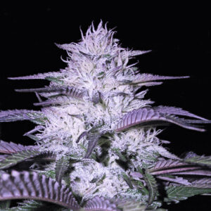 godfather-og-feminized-seeds-cannabis-strain-usa-marijuana-usa