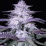 Godfather OG Feminized Seeds - 1Seeds