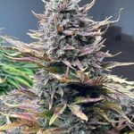 marijuana-seeds-buy-best-usa-thc-cannabis