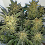 marijuana-seeds-buy-best-usa-thc-cannabis