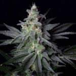 marijuana-seeds-buy-best-cannabis-thc-seeds