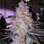 marijuana-seeds-buy-best-usa-thc-cannabis