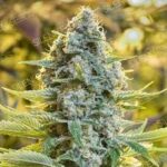 marijuana-seeds-buy-best-usa-thc-cannabis