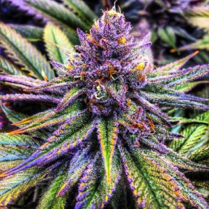 Critical-purple-kush-feminized-seeds