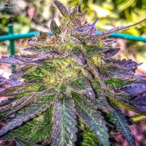 bubble-gum-marijuana-feminized-seeds-usa-cannabis-buy