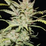 best-marijuana-seeds-buy-usa-thc-cannabis