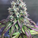 marijuana-seeds-buy-best-usa-thc-cannabis