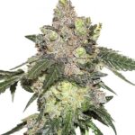 marijuana-seeds-buy-best-usa-thc-cannabis