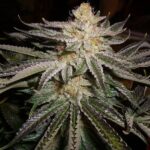 marijuana-seeds-thc-cannabisusa-1seeds.com