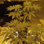 Strawberry-banana-feminized-seeds-strain-marijuana