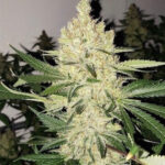 marijuana-buy-usa-best-cannabis-thc