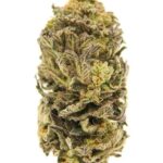 cannabis-thc-1seeds.com-seeds-marijuana