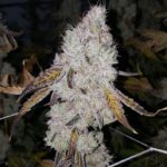 cannabis-seeds-usa-buy-marijuana