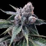 cannabis-seeds-usa-buy-marijuana