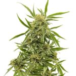 cannabis-thc-1seeds.com-seeds