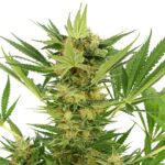 ak-47-cannabis-seeds-marijuana-single-thc-cannabis