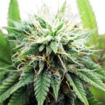 AK-47-feminized-marijuana-seeds-strain-1seeds