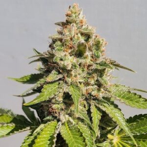 ak-47-feminized-seeds-strain-cannabis-buy-1seeds.com-marijuana
