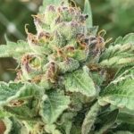 ak-47-strain-autoflowering-cannabis-seeds-usa-1seeds