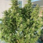 ak-47-strain-autoflowering-cannabis-seeds-usa-1seeds