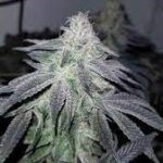 alaskan-purple-feminized-seeds-strain-cannabis-buy-1seeds.com-marijuana