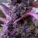 alaskan-purple-feminized-seeds-strain-cannabis-buy-1seeds.com-marijuana