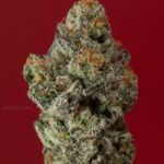 american-pie-autoflower-seeds-strain-cannabis-buy-1seeds-marijuana