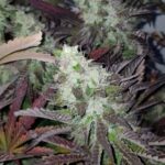 american-pie-autoflower-seeds-strain-cannabis-buy-1seeds-marijuana