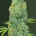 amnesia-haze-feminized-marijuana-seeds-strain-single-usa-buy