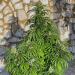 amnesia-haze-feminized-strain-marijuana-seeds-usa-1seeds