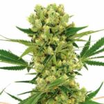 amnesia-haze-feminized-strain-cannabis-seeds