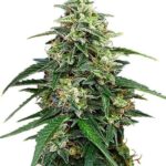 amnesia-haze-feminized-seeds