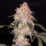 aurora-Indica-feminized-marijuana-seeds-strain-usa-1seeds-buy