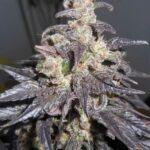 aurora-Indica-feminized-marijuana-seeds-strain-usa-1seeds