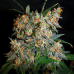aurora-Indica-feminized-marijuana-seeds-strain-usa-1seeds