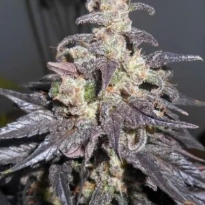 Aurora-indica-feminized-seeds-cannabis-strain-bud