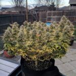 aurora-Indica-feminized-marijuana-seeds-strain-usa-1seeds